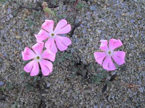 Silene sericea